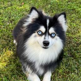 Renegade - Pomsky