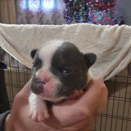 Boy 2 - Blue male French Bulldog puppy in Cabool, Missouri from Shannon French Bulldogs