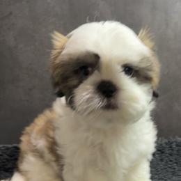 Gizmo - Tricolor male Shih Tzu puppy in Ocala, Florida from Mimi's Shih-tzus of Ocala