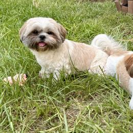 Shih Tzus from Svitlana Geist