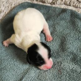 Ava - Piebald female Dachshund puppy in Austin, Texas from Glorious Minis