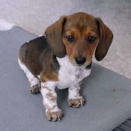 Dina - Piebald female Dachshund puppy in Meridian, Idaho from Lucy’s Dachshund Home
