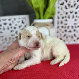 Rocky Road - Parti male Pyredoodle puppy in Bowling Green, Ohio from FDF Pyredoodles & Bernedoodles