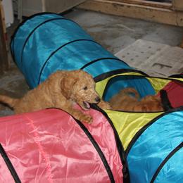 Goldendoodle Puppies from Pampered Paws Pet Massage / Jaynie's Pack of Doodles
