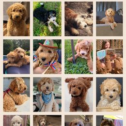 Bernedoodle and Goldendoodle Puppies from I Dream of Doodles