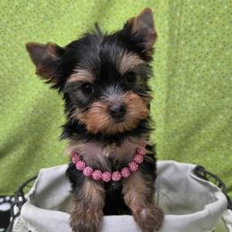 Candie SMALL - Blue and gold female Yorkshire Terrier puppy in Monticello, Iowa from Ashley’s Puppies