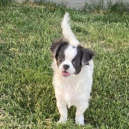 Bonnie - Chihuahua