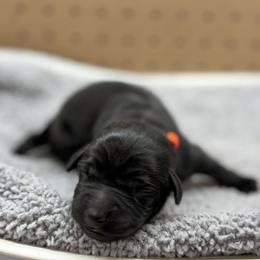 Orange - Black male Labrador Retriever puppy in Derby, Kansas from Wheatland Retrievers