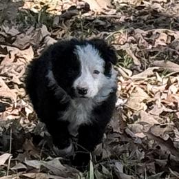 Lachlan - Black and white male Border Collie puppy in Paris, Texas from Broadmoor Farm