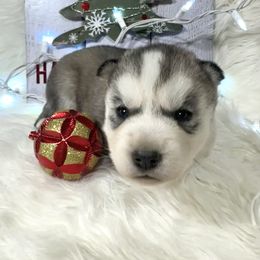 Grinch - Gray and white male Siberian Husky puppy in Vail, Iowa from Homegrown Huskies