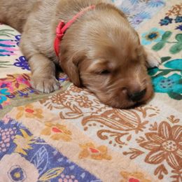 Red collar - Dark golden male Golden Retriever puppy in Section, Alabama from Country Girl Golden Retrievers