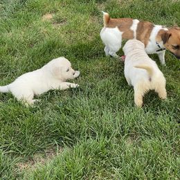 Golden Retriever and Jack Russell Terrier Puppies from Shelby Burleson's Golden Retrievers and Jack Russell Terriers