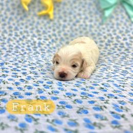 Frank - male Cavapoochon puppy in Bullard, Texas from Cavapoochon Central LLC