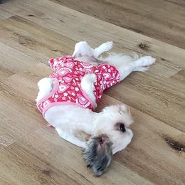 Shih Tzu Puppies from Jazzie Shih Tzu