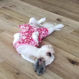 Shih Tzu Puppies from Jazzie Shih Tzu