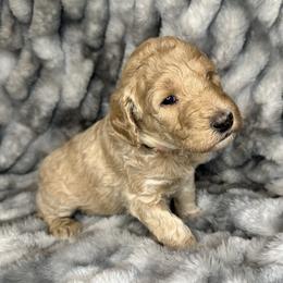 Aussiedoodle, Labradoodle, and Sheepadoodle Puppies from Boxcar Doodles and Poodles