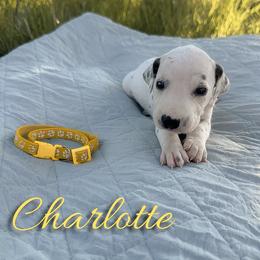 Charlotte - White and black female Dalmatian puppy in Mount Vernon, Missouri from Spots & Spirals