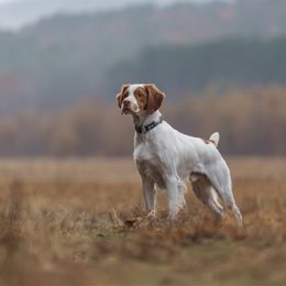 Basil - Brittany