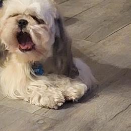 Shih Tzu Puppies from Trinity Shihtzu's So Calif