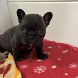Spruce - Brindle boy 2 - Brindle and white male French Bulldog puppy in Grand Praire, Texas from Von Darr Kennels