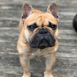 Napoleon - French Bulldog