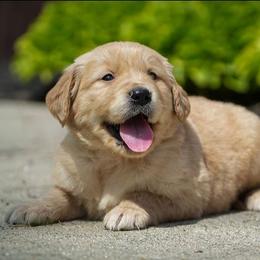 Fern - Golden male Golden Retriever puppy in Saint Joe, Indiana from Golden Acres Farm