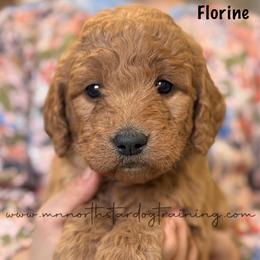Florine - Red  female Goldendoodle puppy in Lancaster, Minnesota from North Star Dog Training