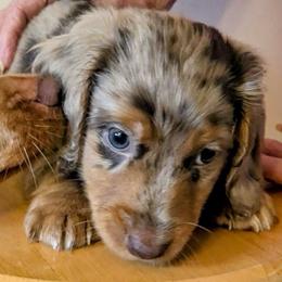 Blaze - Dapple male Dachshund puppy in Maidsville, West Virginia from L&B Lowriders