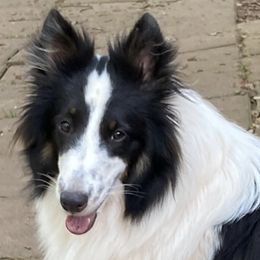 Moonshine - Shetland Sheepdog