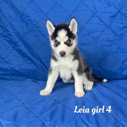 Leia girl 4 - Black and white female Siberian Husky puppy in Ocala, Florida from Florida Husky Puppies