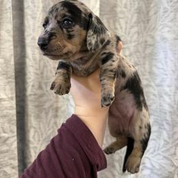 Gray collar - Black and cream female Dachshund puppy in Centralia, Washington from FairyTail Dachshunds