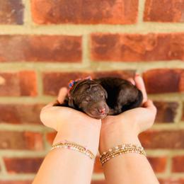 Truffle - Tri-color female Labradoodle puppy in Elizabethtown, Kentucky from Reddy Poodles & Doodles