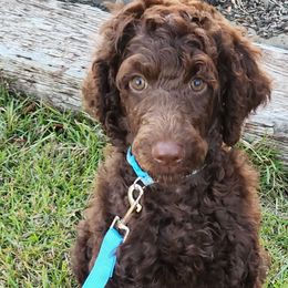 Milo - Poodle puppy from Taya's Pups