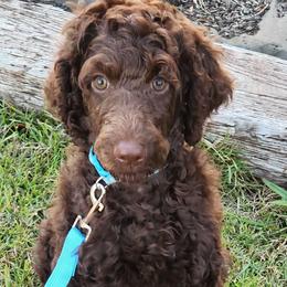 Milo - Poodle puppy from Taya's Pups