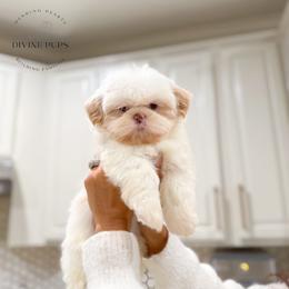 Emroy - Liver male Shih Tzu puppy in League City, Texas from Divine Pups