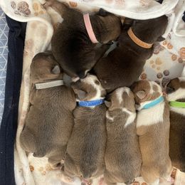 Bulldog puppies from London's Bears English Bulldogs