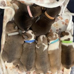 Bulldog puppies from London's Bears English Bulldogs