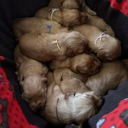 Miss Pink - Dark golden female Golden Retriever puppy in Stratton, Colorado from Anam Cara Retrievers