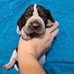 Claus - White and chestnut male Bracco Italiano puppy in Silver Summit, Utah from Snow Peak Kennel