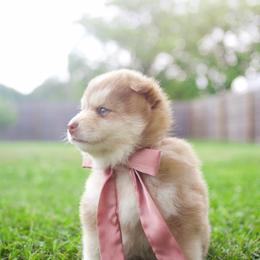 Matcha - Red and white male Pomsky puppy in Trenton, Texas from Blissful Paws Pomskies