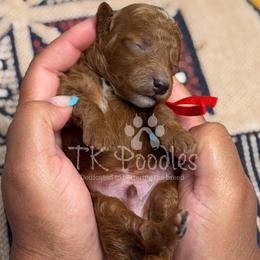 Timon - Red  male Poodle puppy in Belleville, New Jersey from TK Poodles