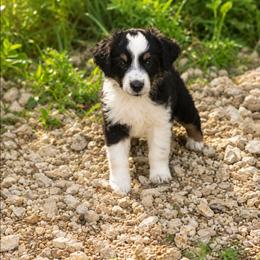 Marcus - Black tri male Miniature Australian Shepherd puppy in Macomb, Missouri from Faunus Farms and Aussies