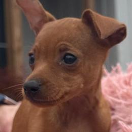 Brit - Red female Miniature Pinscher puppy in Nashville, Tennessee from Aztex Min Pins