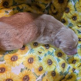 Boy 3 - Golden male Golden Retriever puppy in Middleburg, Florida from Rise and Shine Goldens