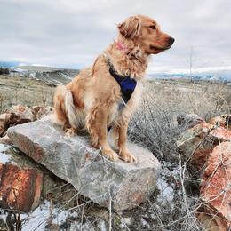 Golden Retriever All Grown Up from Jesse Hinckley's Golden Retrievers