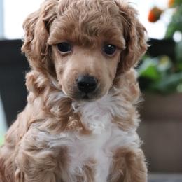 Miranda - red abstract - Red  female Poodle puppy in Goliad, Texas from Sassy Lil Aussies and Diamond W Poodles