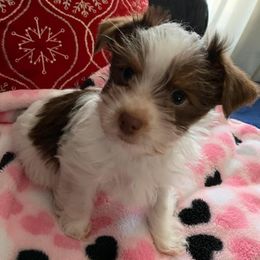 Yorkshire Terriers from Doc's Dog Den