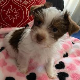 Yorkshire Terriers from Doc's Dog Den
