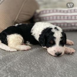 Bernedoodle and Goldendoodle Puppies from Saratoga Goldendoodles