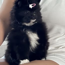 Pomeranian All Grown Up from Pomeranian experts